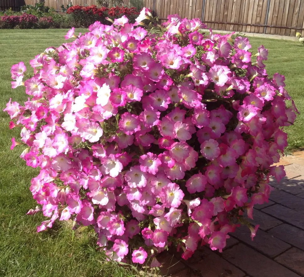 Выращивание и уход за петунией