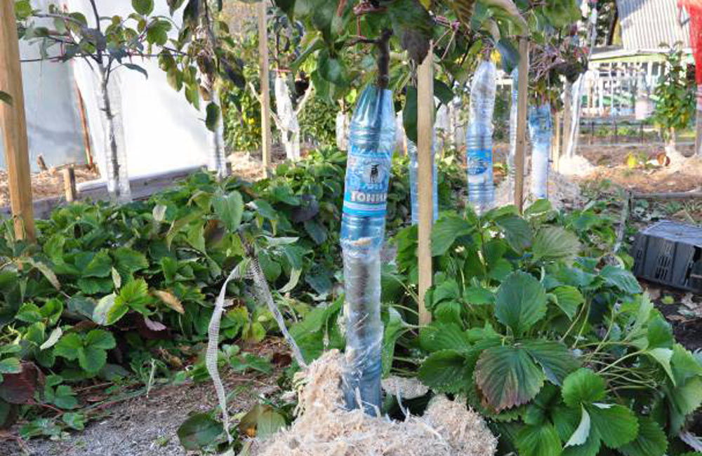 Как спасти яблони от грызунов?