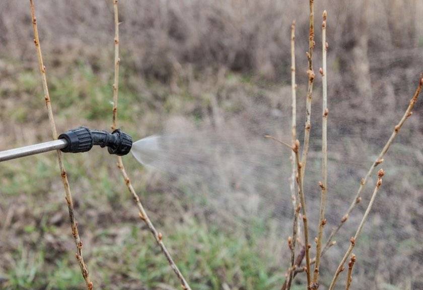 Обработка смородины весной: секреты успешного выращивания и ухода