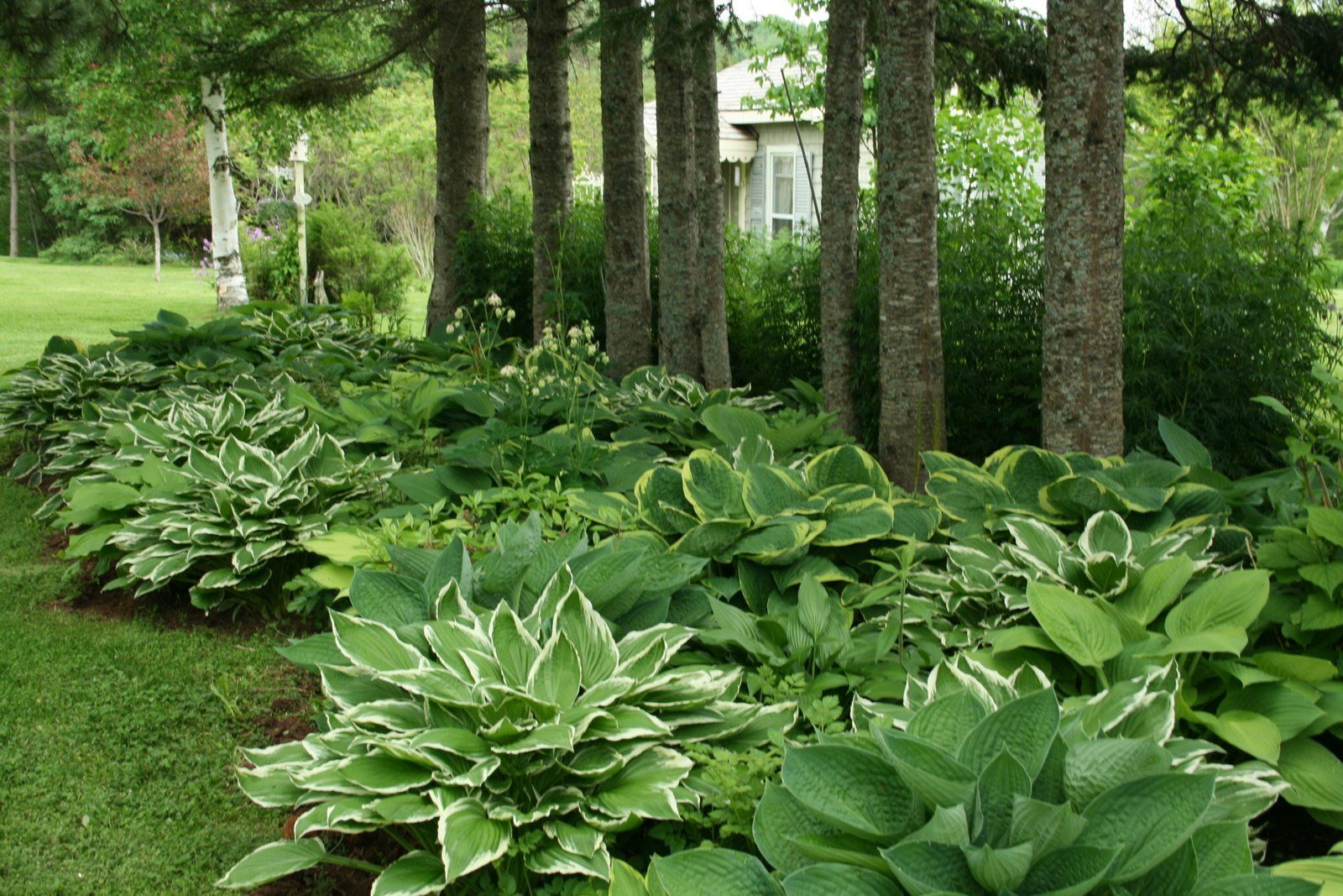 Хоста в ландшафтном дизайне