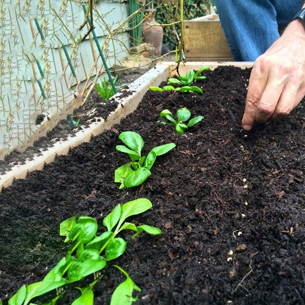 Шпинат: выращивание и уход