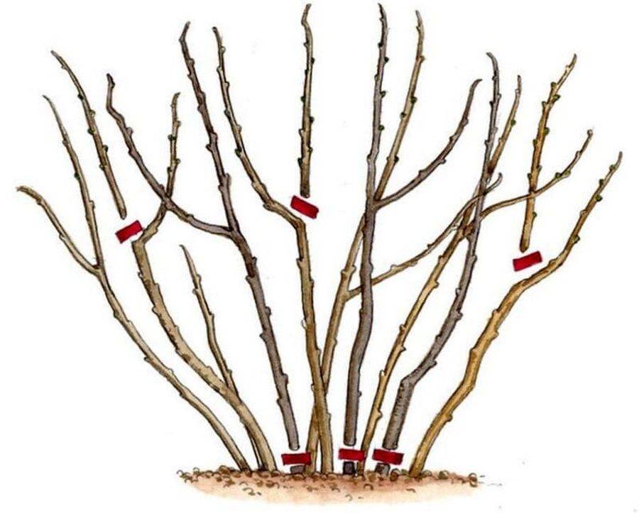 Обработка смородины весной: секреты успешного выращивания и ухода