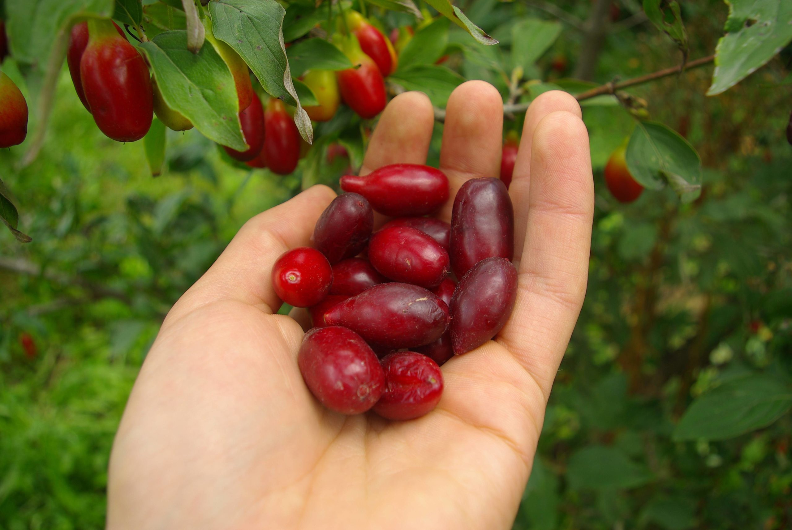 Кизил: выращивание и уход