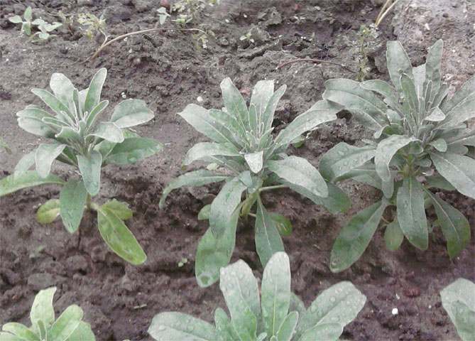 Левкой. Выращивание и уход