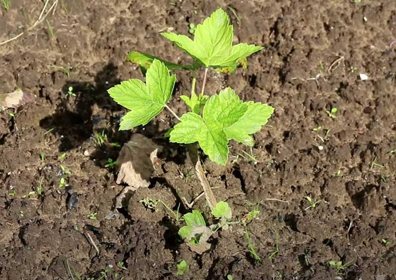 Секреты размножения смородины черенками весной
