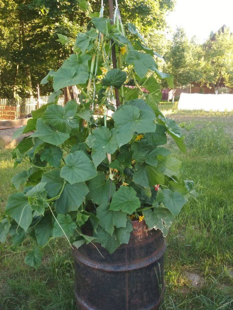 Выращивание огурцов в бочке