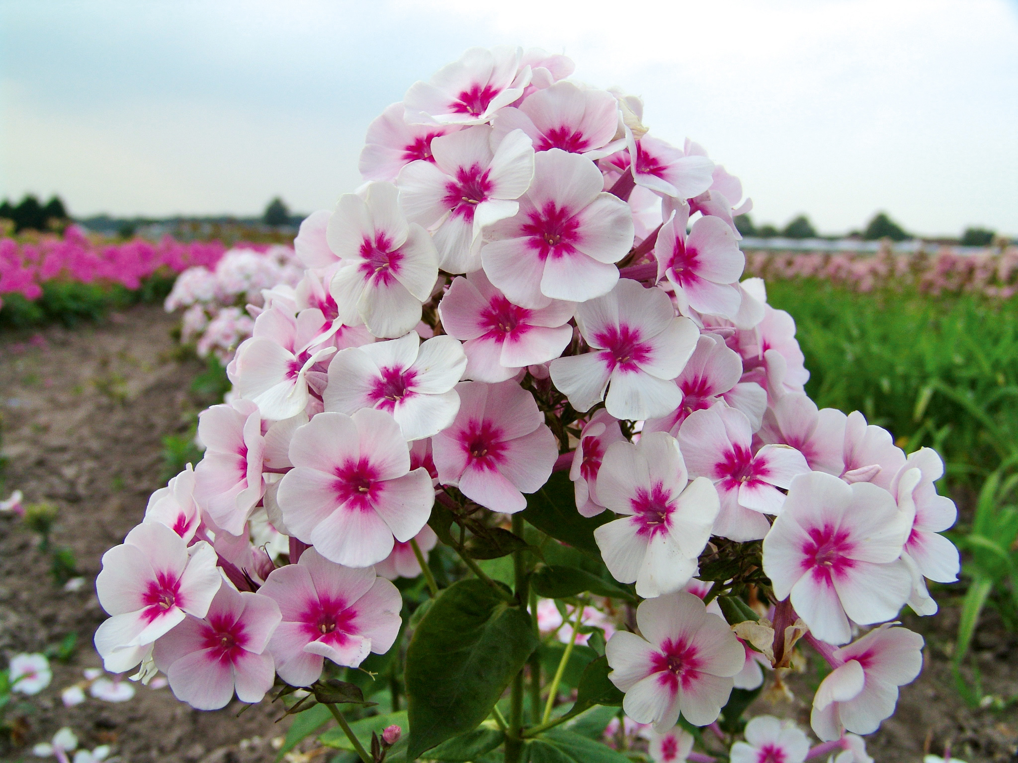 Выращивание многолетних флоксов