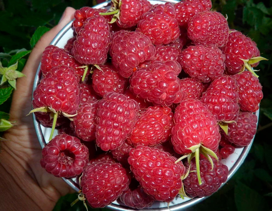 Уход за ремонтантной малиной