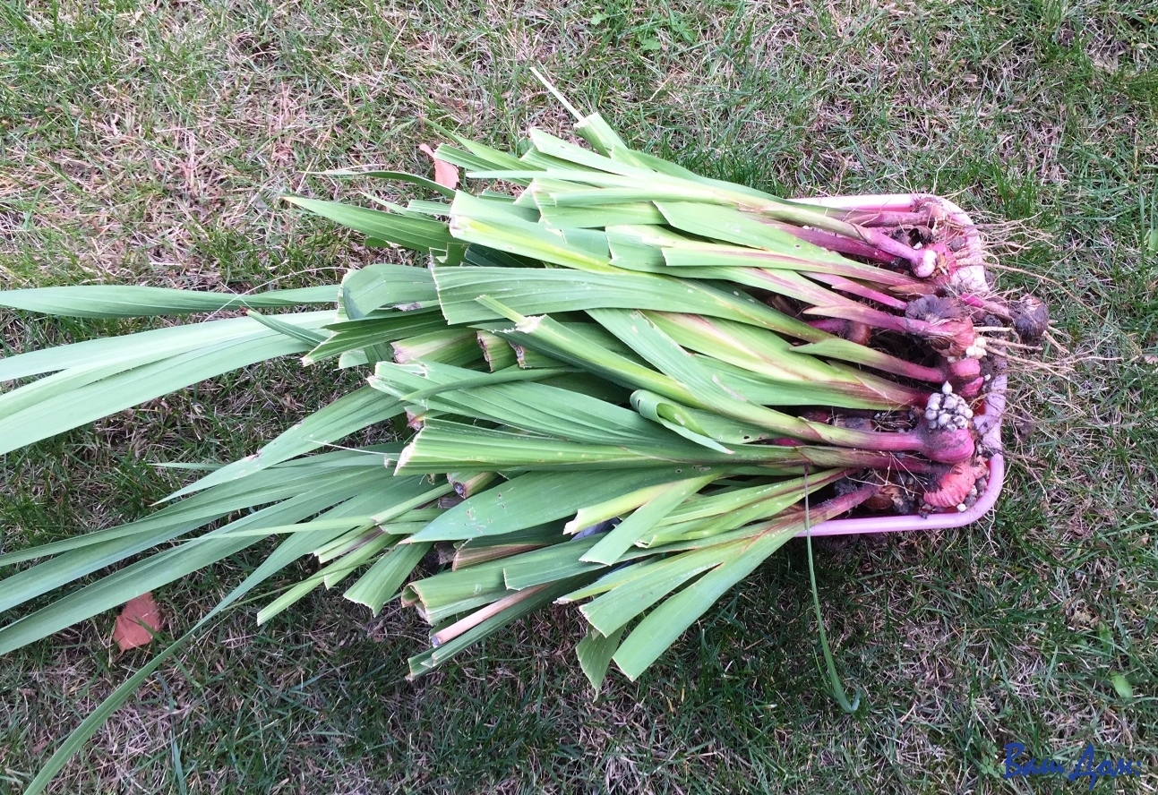 Уход за гладиолусами осенью