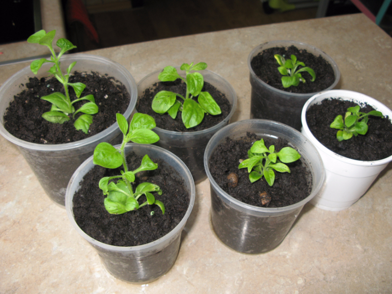 Выращивание рассады петунии: секреты процесса