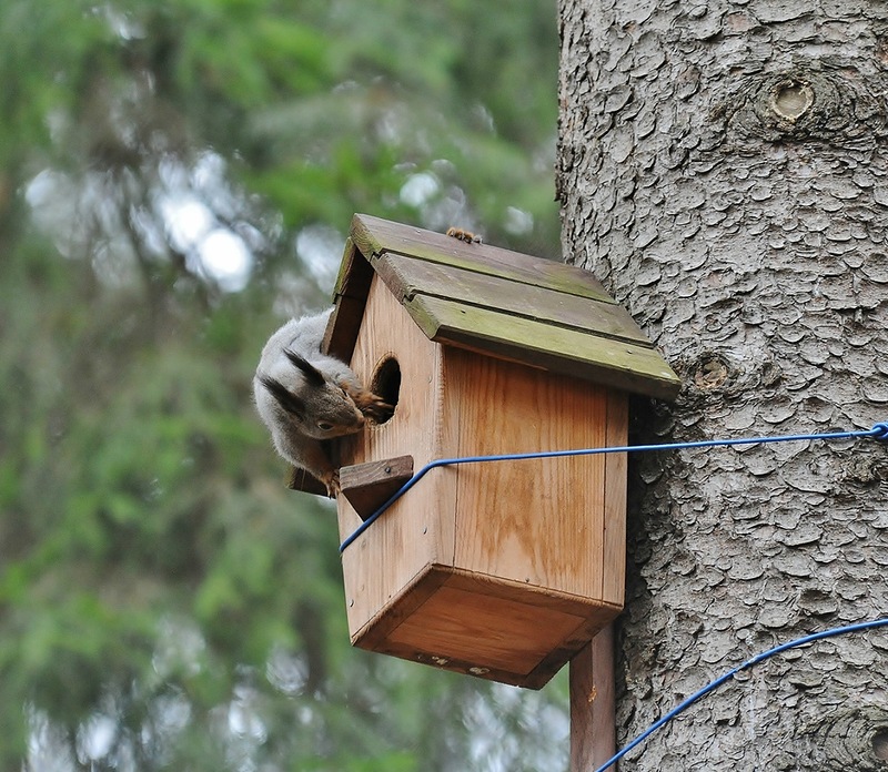 Домик для белки своими руками