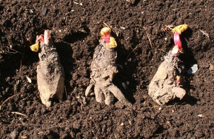 Ревень: выращивание и уход