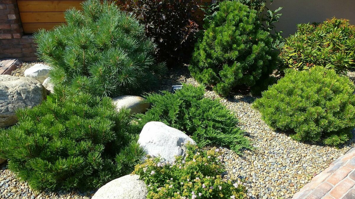 Карликовые хвойные деревья: красивые и практичные растения для вашего сада