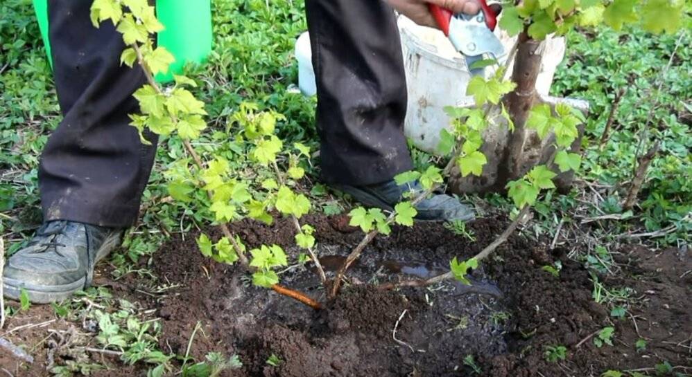 Правильная пересадка смородины