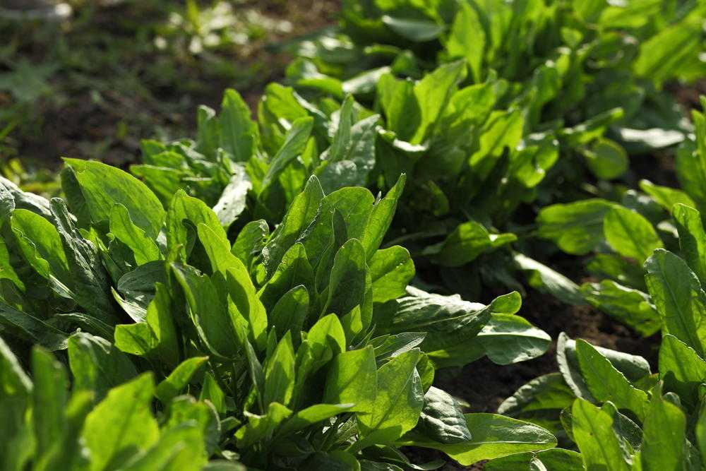 Выращивание и уход за щавелем