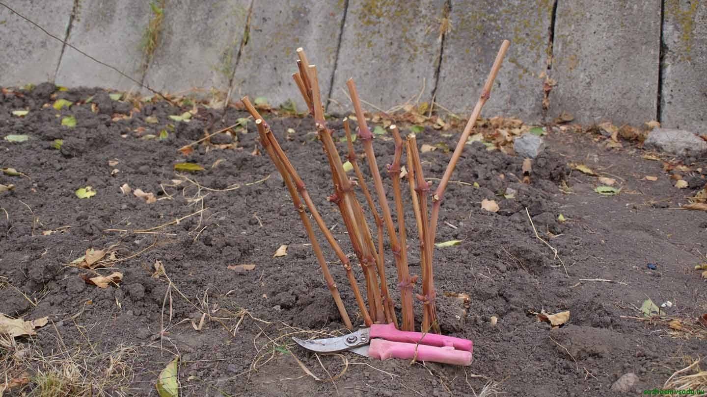 Выращивание винограда из черенков