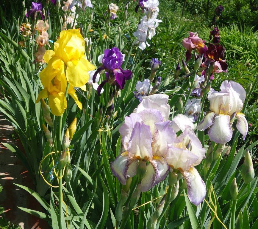 Посадка ирисов на даче: секреты успешного выращивания