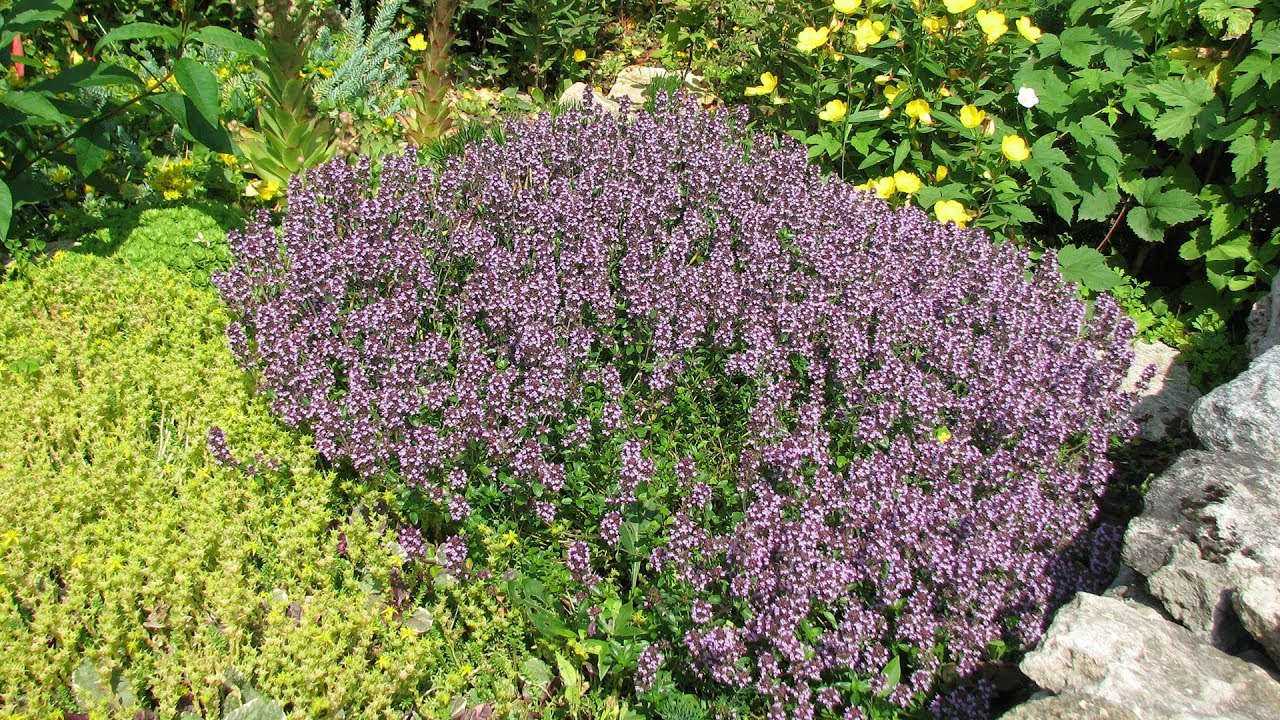 Чабрец: выращивание и уход