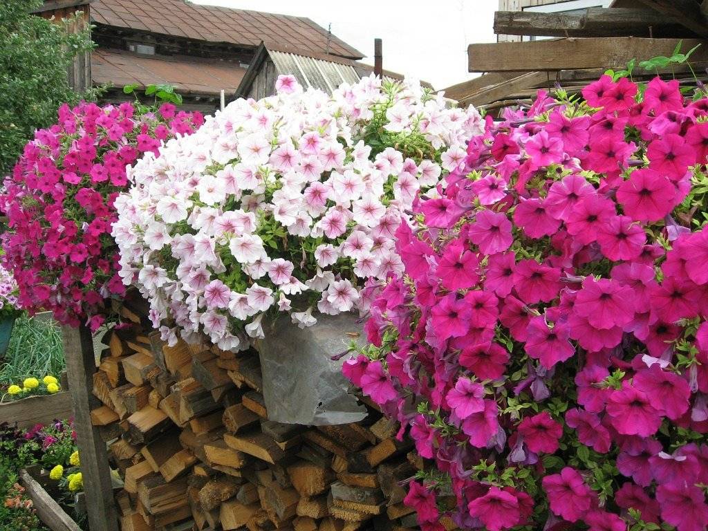 Посадка рассады петунии в открытый грунт