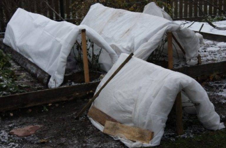 Как укрывать розы на зиму?