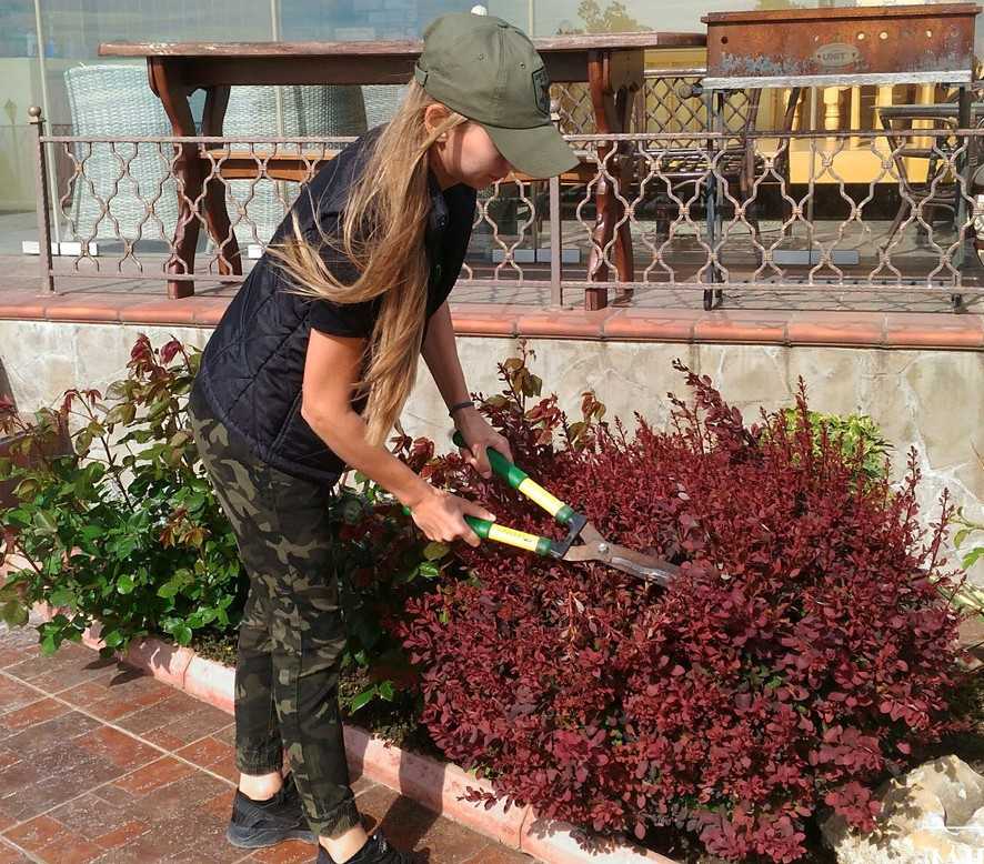 Посадка барбариса и уход за ним