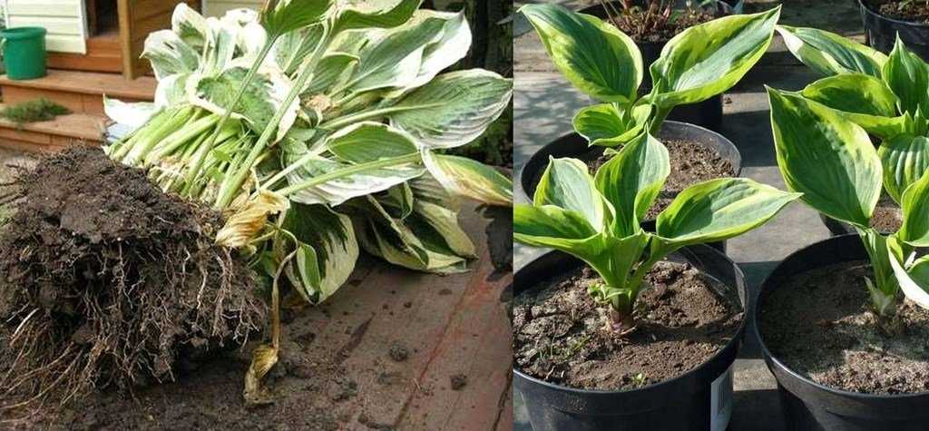 Посадка хосты: как создать красивый и ухоженный сад