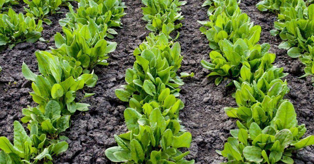 Когда и как сажать шпинат?