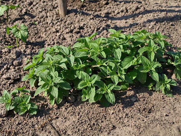 Выращивание и уход за мятой