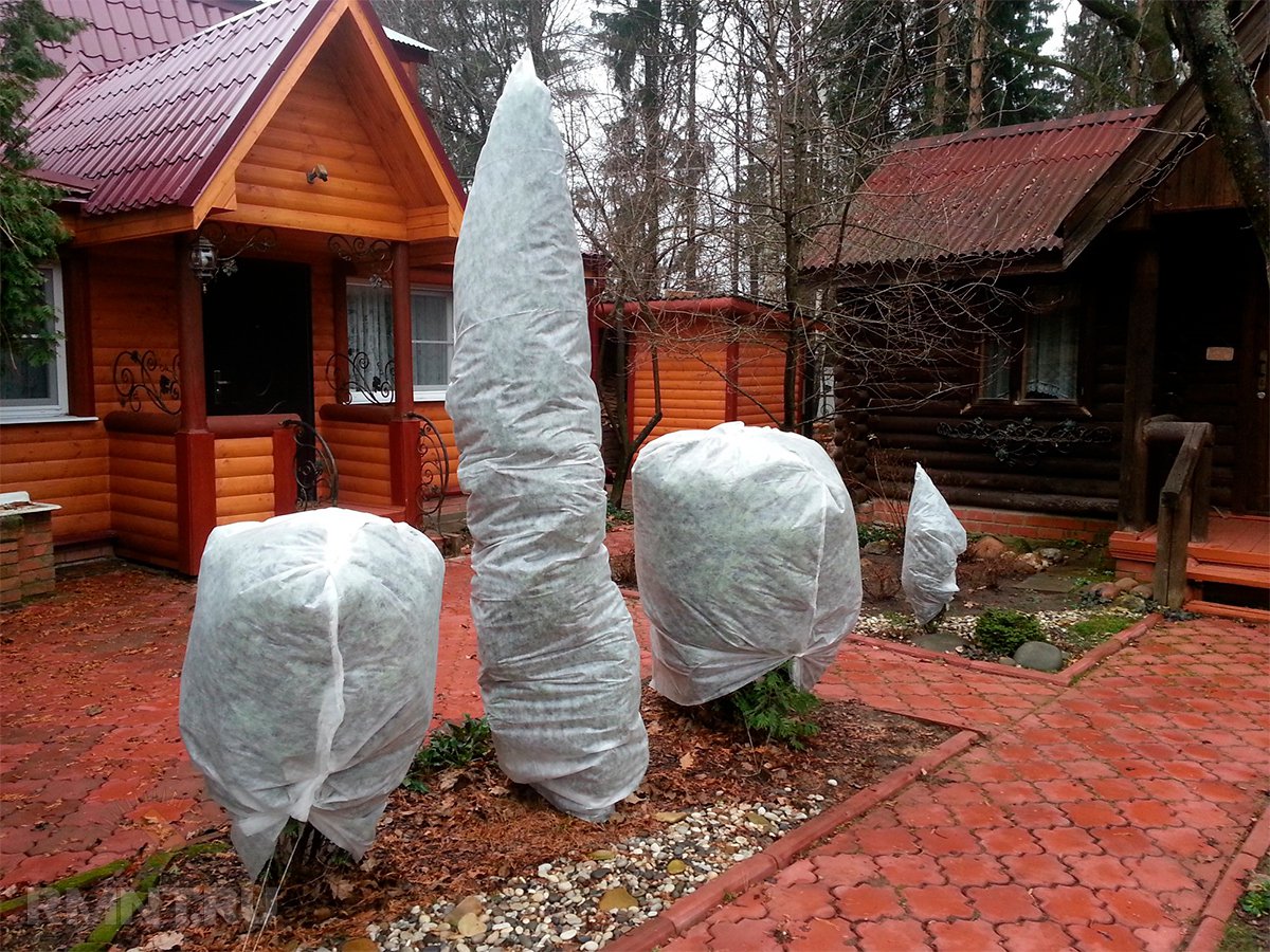 Подготовка к зиме хвойных растений