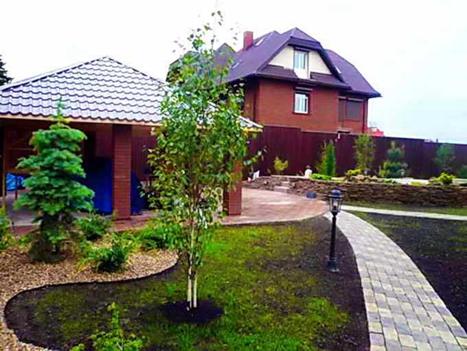 Посадка березы на участке