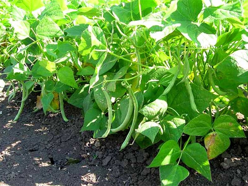 Выращивание спаржевой фасоли: простой и вкусный способ включить ее в свой сад