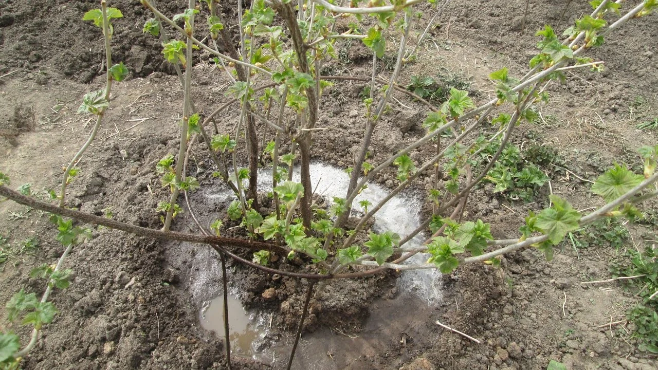 Обработка смородины весной: секреты успешного выращивания и ухода