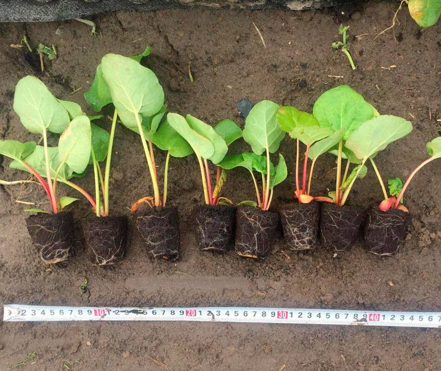 Как сажать ревень?