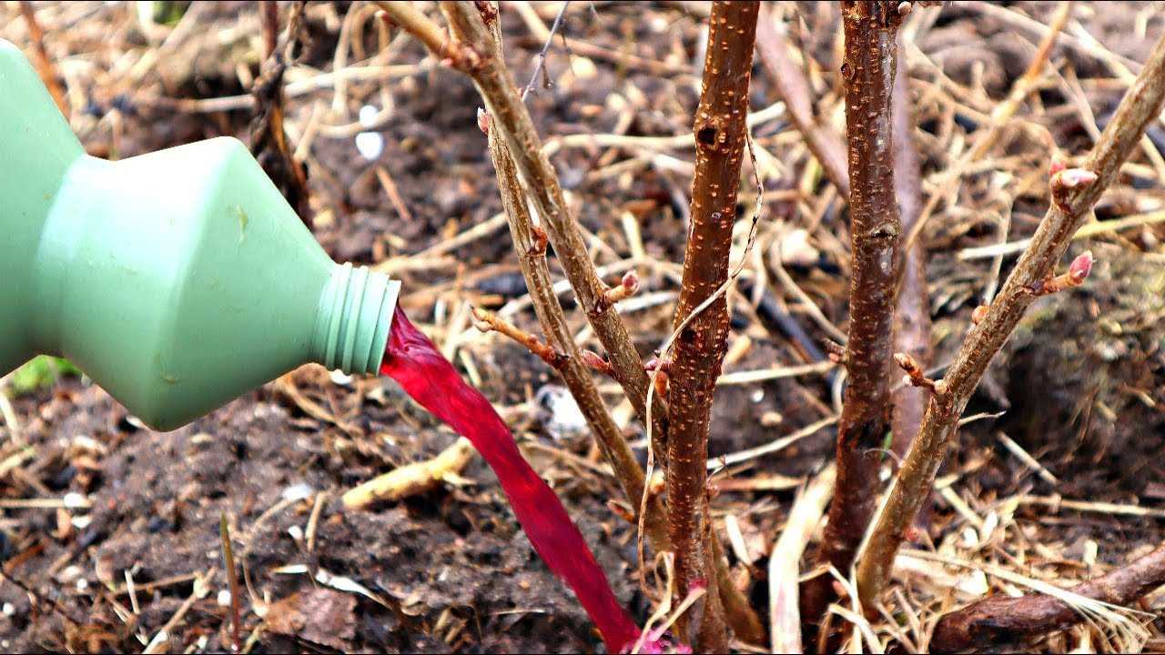 Подкормка черной смородины: как обеспечить роскошный урожай