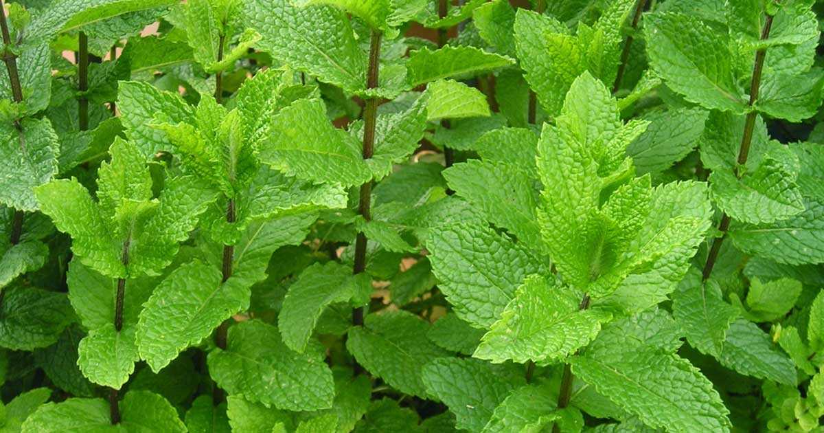 Выращивание и уход за мятой