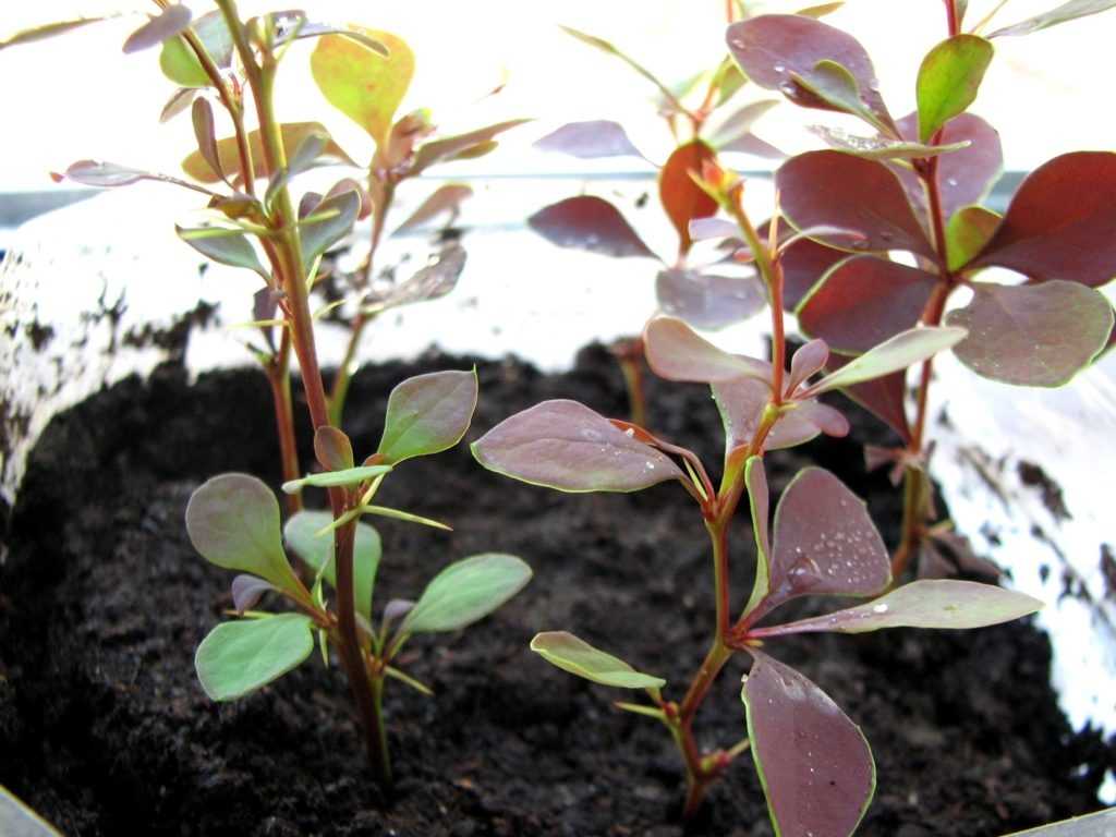 Способы размножения барбариса