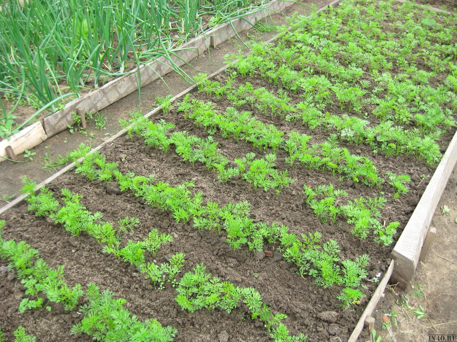 Как посадить морковь семенами