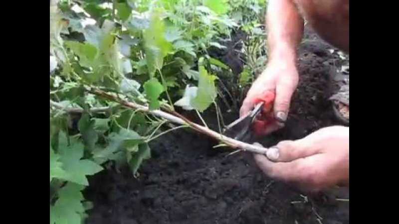Секреты размножения смородины черенками весной