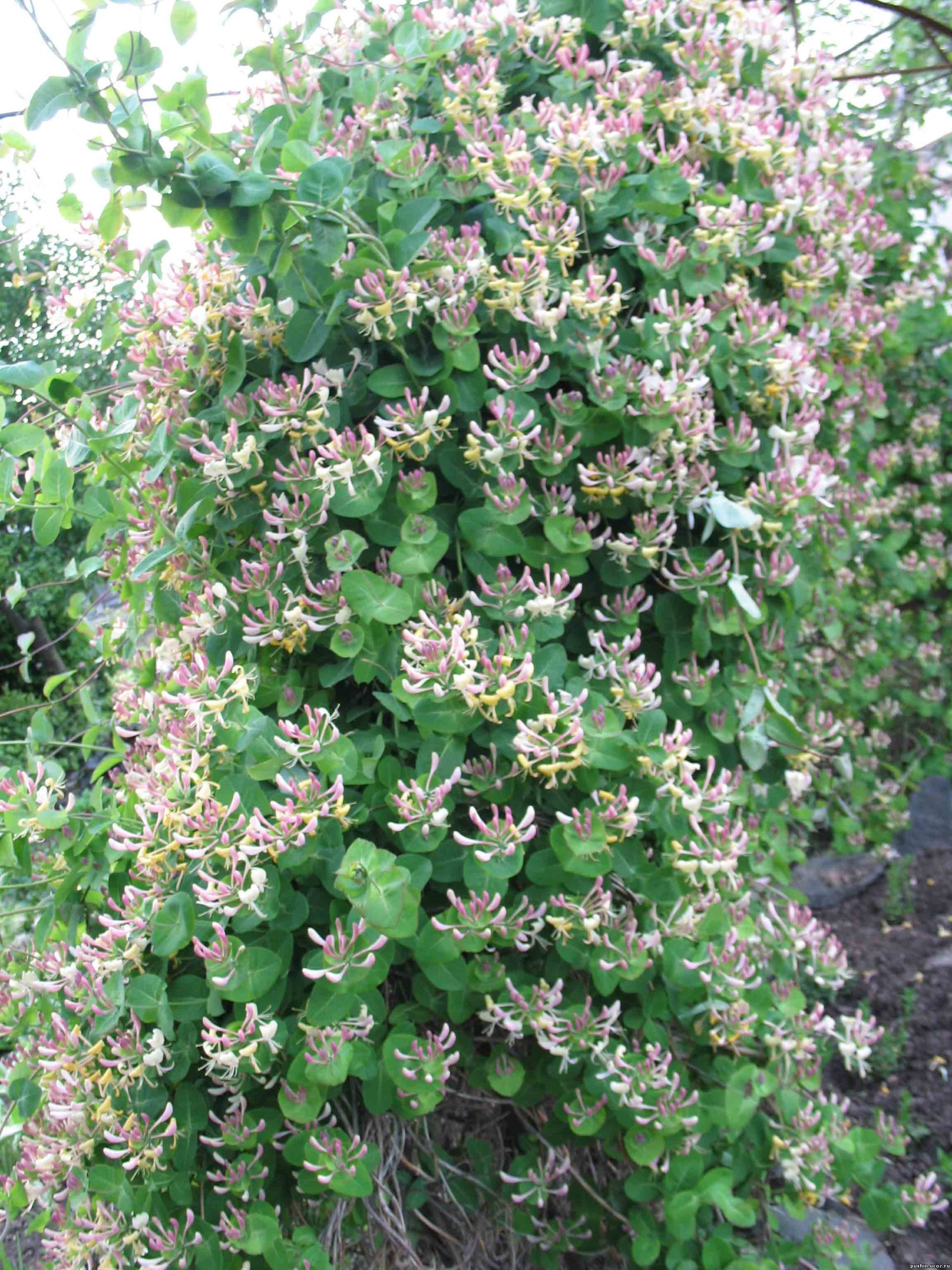 Как обрезать жимолость декоративную?