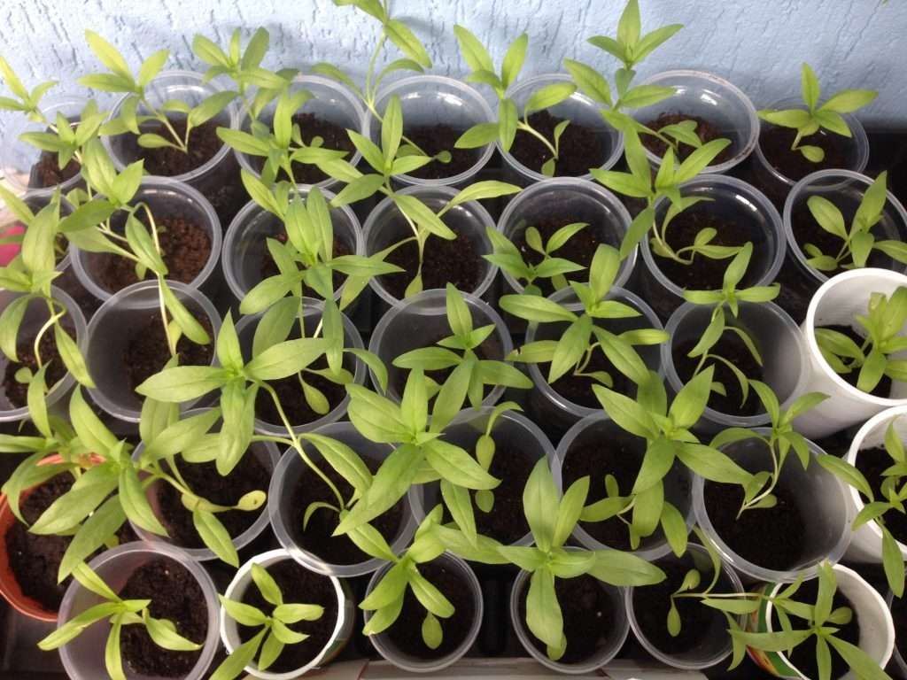 Выращивание и уход за флоксом друммонда