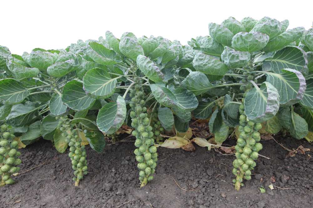 Брюссельская капуста: польза и вред для вашего здоровья