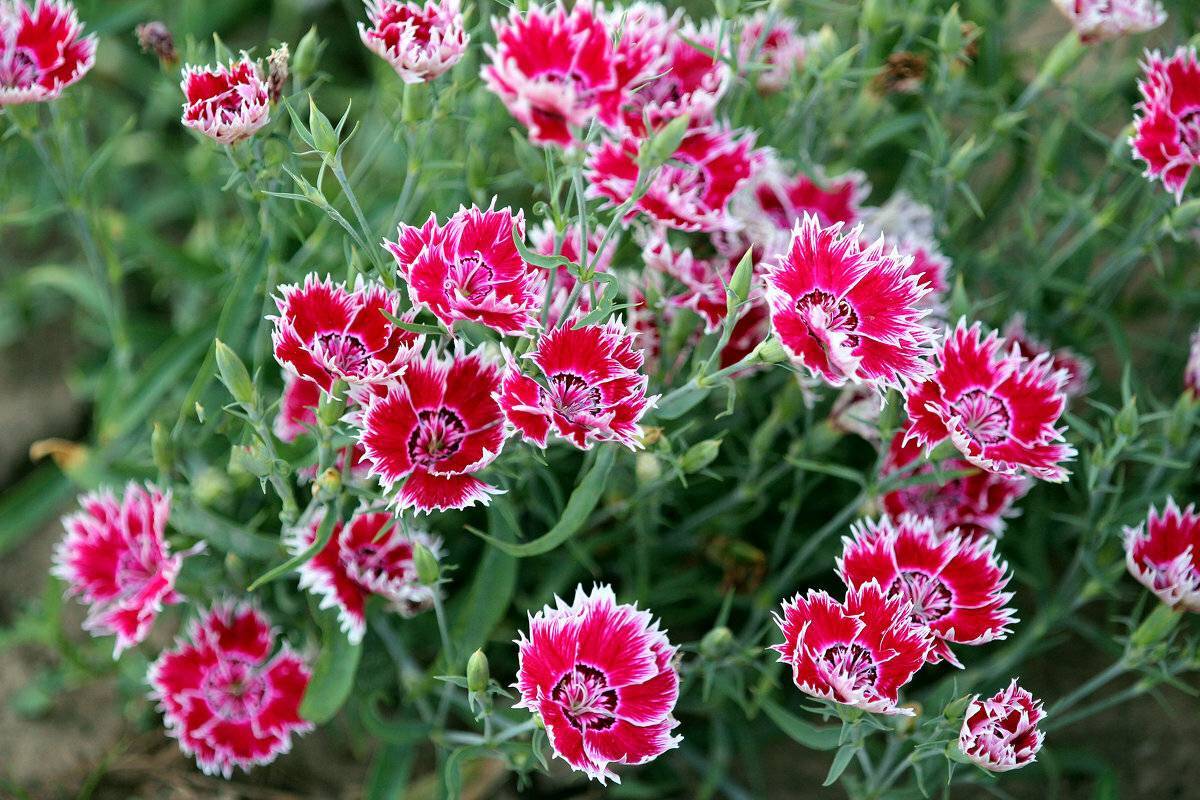 Солнцелюбивые однолетники на даче