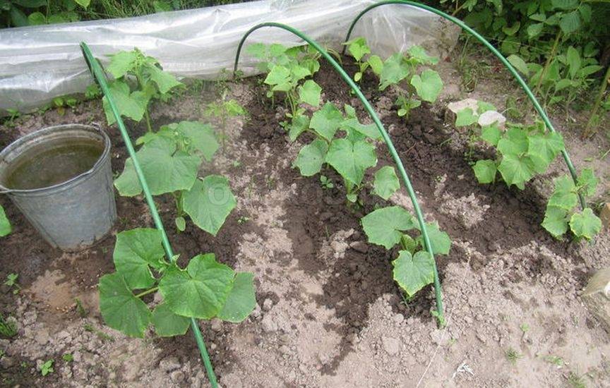 Виды грядок для огурцов: выберите самый подходящий вариант