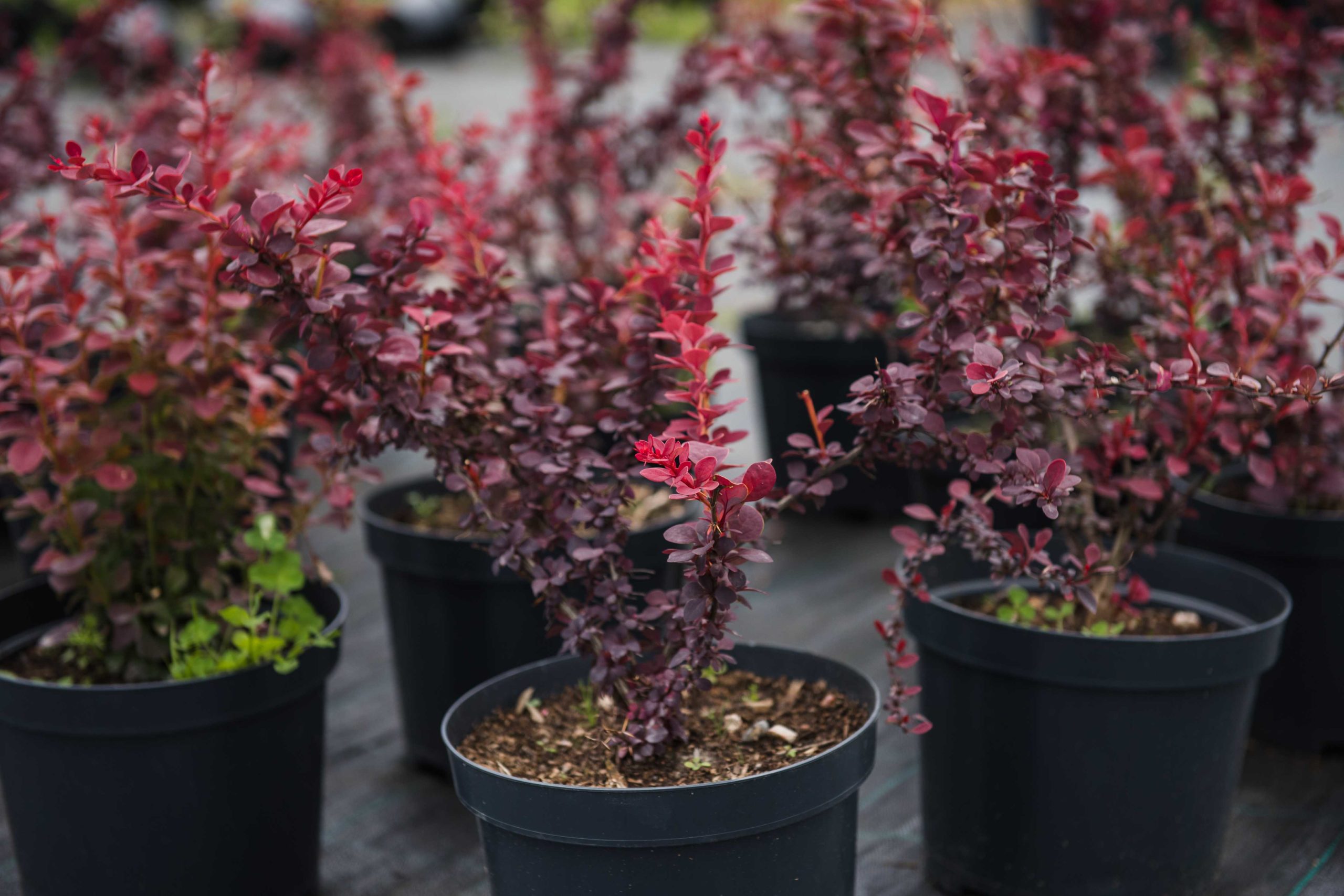 Посадка барбариса и уход за ним