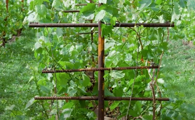 Способы подвязки винограда: выбор оптимального метода
