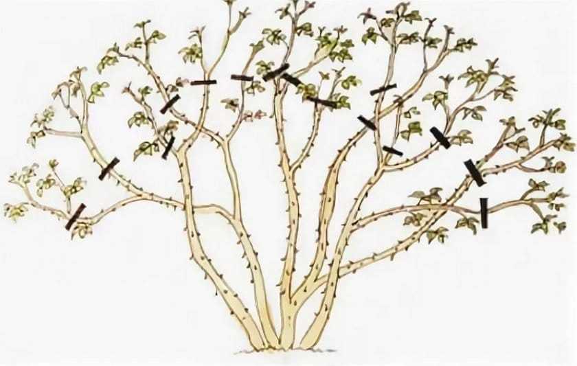 Обрезка калины: секреты успешной обработки растения