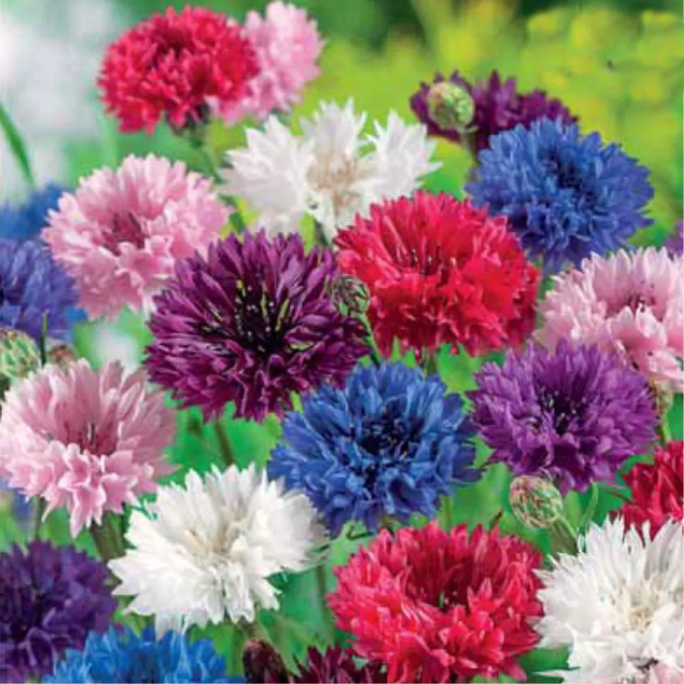 Выращивание однолетних васильков