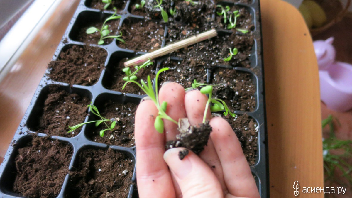 Выращивание турецкой гвоздики