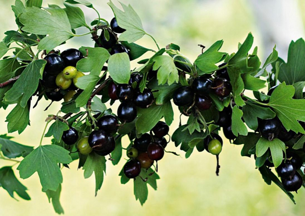 Смородина золотистая. Выращивание и уход