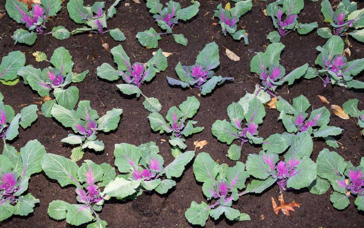 Выращивание декоративной капусты: красота, доступная каждому